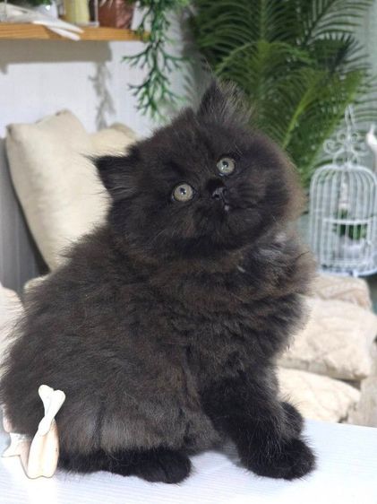 แมวเปอร์เซียเพศฝู้อายุ2เดือนกว่าอ่วนแข็งแรง รูปที่ 2