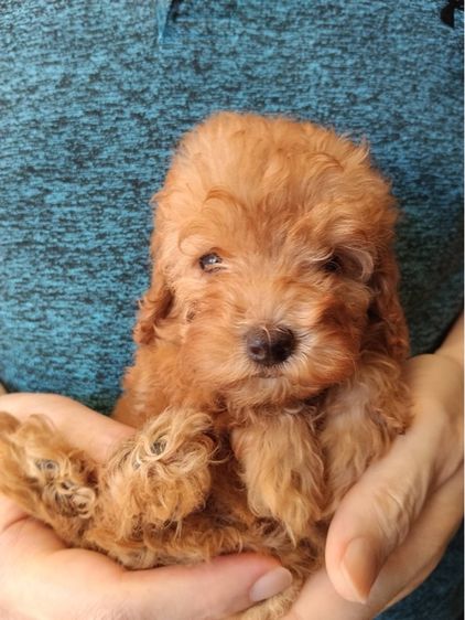 เบบี้พุดเดิ้ล รูปที่ 6