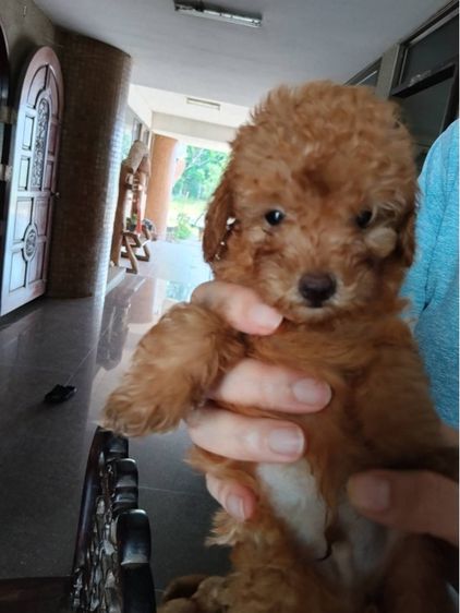 เบบี้พุดเดิ้ล รูปที่ 5