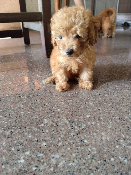 เบบี้พุดเดิ้ล รูปที่ 2