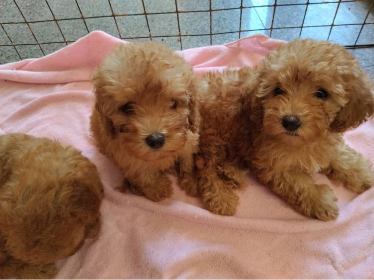 เบบี้พุดเดิ้ล รูปที่ 7