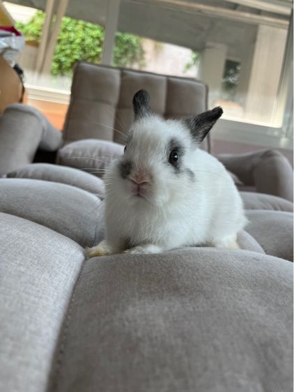 กระต่ายพันธุ์ND เกรดบรีด รูปที่ 5