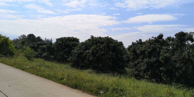 ใช่ ขายสวนลำไย ยางพารา 136ไร่  รูปที่ 2