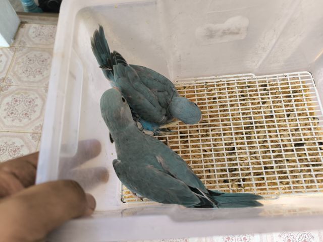 อื่นๆ ริงเน็คฟ้า