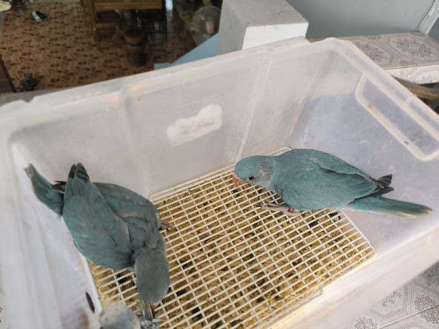 ริงเน็คฟ้า รูปที่ 2