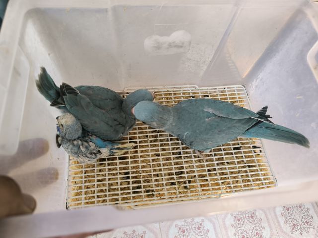 ริงเน็คฟ้า รูปที่ 3