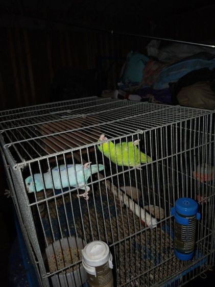 ฟอพัสคู่ผู้เมีย