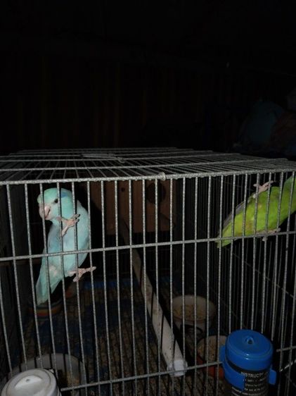 ฟอพัสคู่ผู้เมีย รูปที่ 2