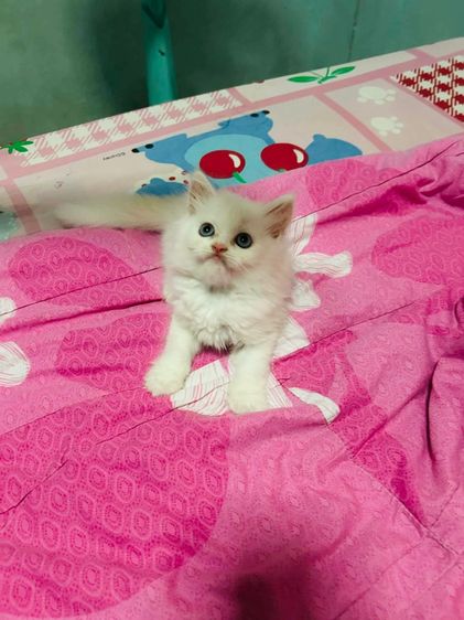 เปอร์เซียแท้ รูปที่ 4