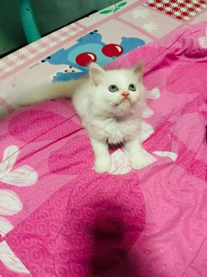 เปอร์เซียแท้ รูปที่ 3