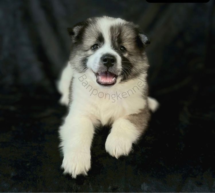 ลูกบางแก้วสายเลือดดีมีใบเพ็ด