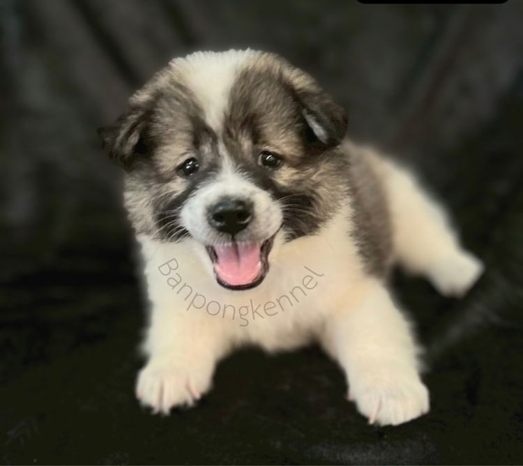 ลูกบางแก้วสายเลือดดีมีใบเพ็ด รูปที่ 3