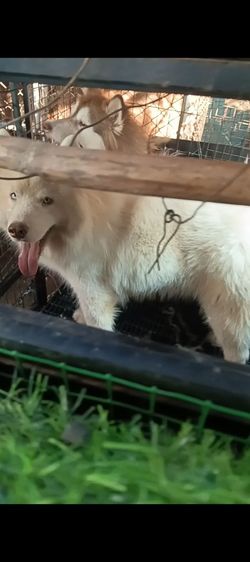 ไซบีเรีย  วู้ดลีโค้ด หุ่นหมีๆอ้วนๆ รูปที่ 9