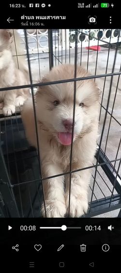 ไซบีเรีย  วู้ดลีโค้ด หุ่นหมีๆอ้วนๆ รูปที่ 4