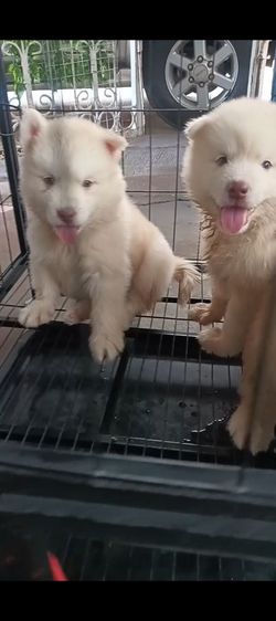 ไซบีเรีย  วู้ดลีโค้ด หุ่นหมีๆอ้วนๆ รูปที่ 2