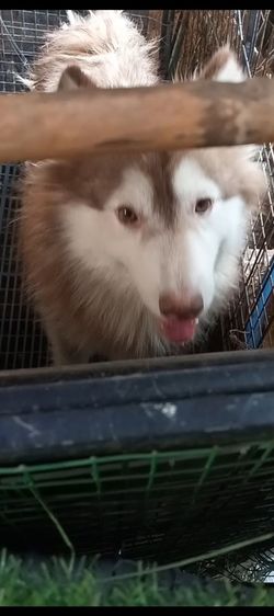 ไซบีเรีย  วู้ดลีโค้ด หุ่นหมีๆอ้วนๆ รูปที่ 7