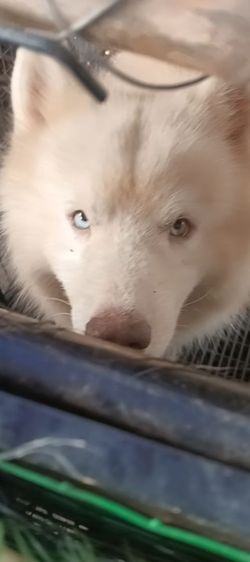 ไซบีเรีย  วู้ดลีโค้ด หุ่นหมีๆอ้วนๆ รูปที่ 10