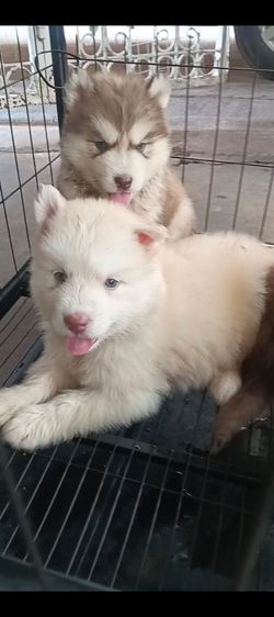 ไซบีเรีย  วู้ดลีโค้ด หุ่นหมีๆอ้วนๆ รูปที่ 3