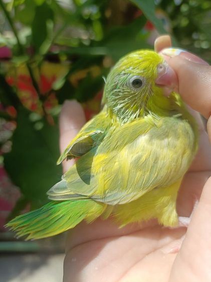 นกแก้วฟอพัส 