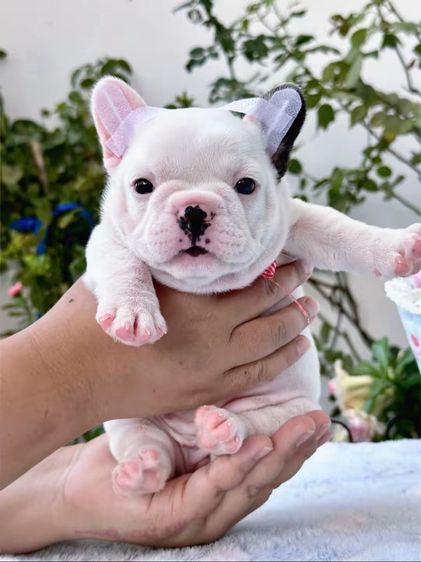 เฟรนบลูด็อก หญิง รูปที่ 13