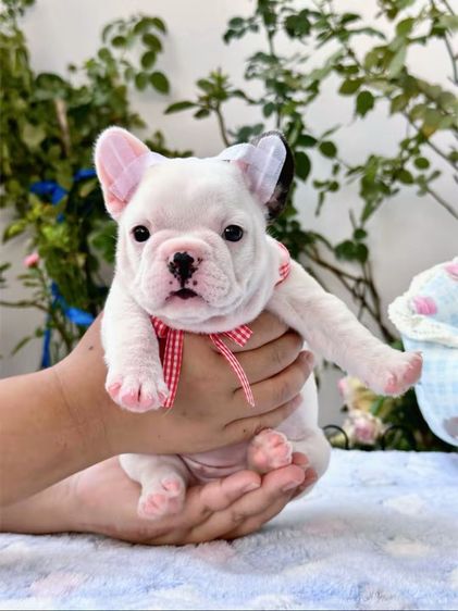 เฟรนบลูด็อก หญิง รูปที่ 8