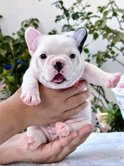 เฟรนบลูด็อก หญิง รูปที่ 11