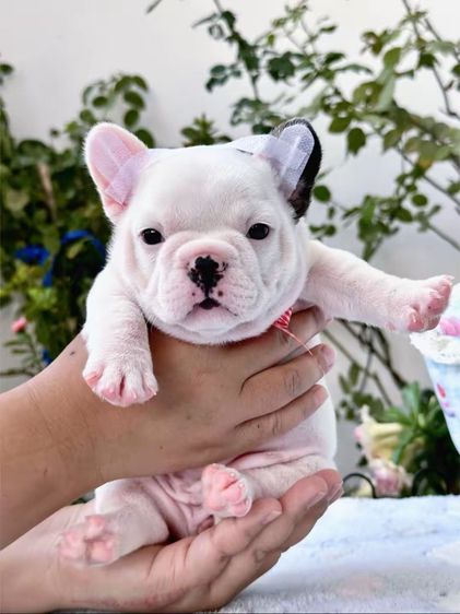 เฟรนบลูด็อก หญิง รูปที่ 10