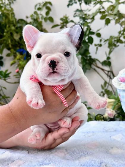 เฟรนบลูด็อก หญิง รูปที่ 2