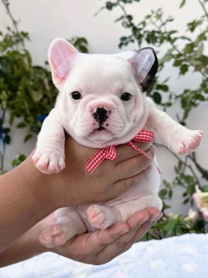 เฟรนบลูด็อก หญิง รูปที่ 14