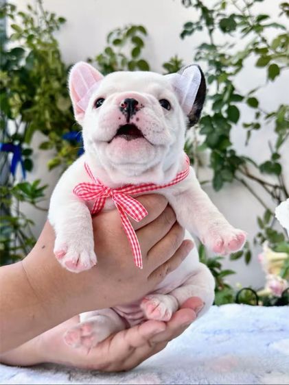 เฟรนบลูด็อก หญิง รูปที่ 6