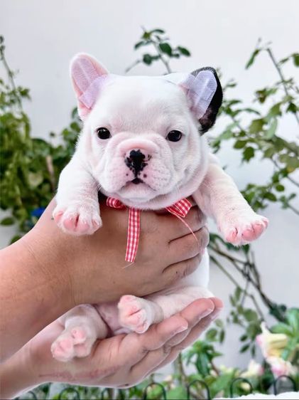 เฟรนบลูด็อก หญิง รูปที่ 15