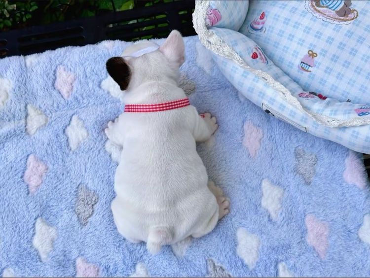 เฟรนบลูด็อก หญิง รูปที่ 17