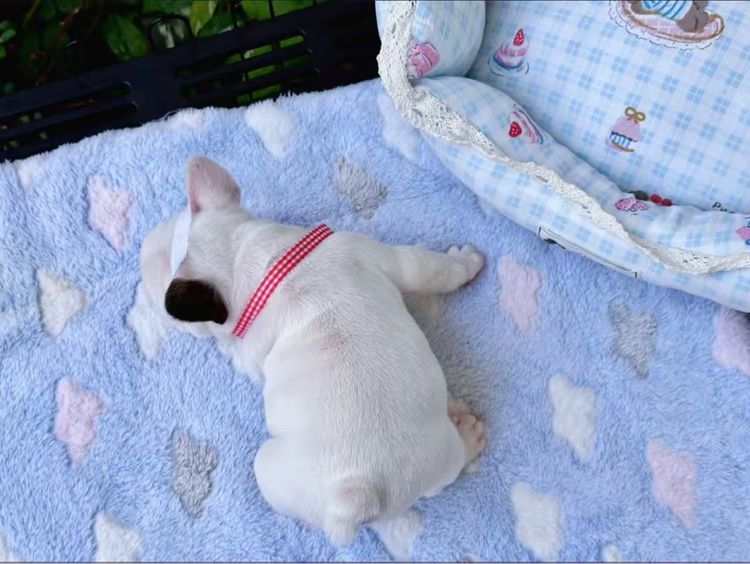 เฟรนบลูด็อก หญิง รูปที่ 16