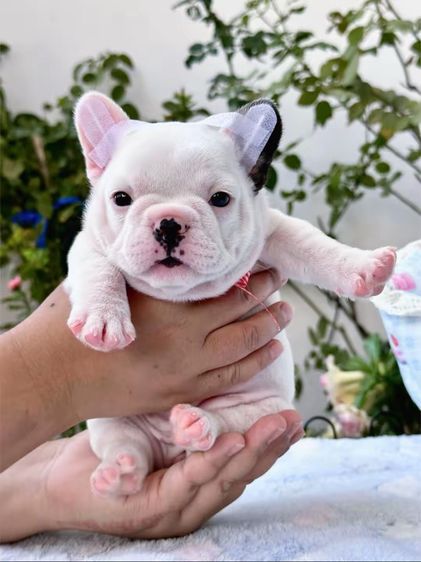 เฟรนบลูด็อก หญิง รูปที่ 9