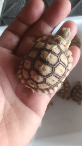 ยก10ตัว 4000 รูปที่ 4