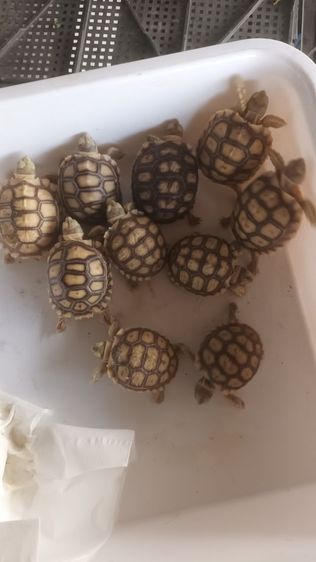 ยก10ตัว 4000