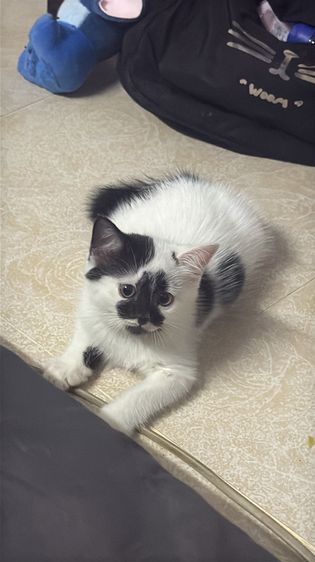 น้องแมว สก็อตติช