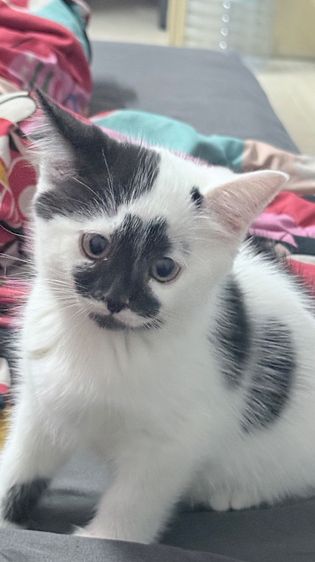 น้องแมว สก็อตติช รูปที่ 3