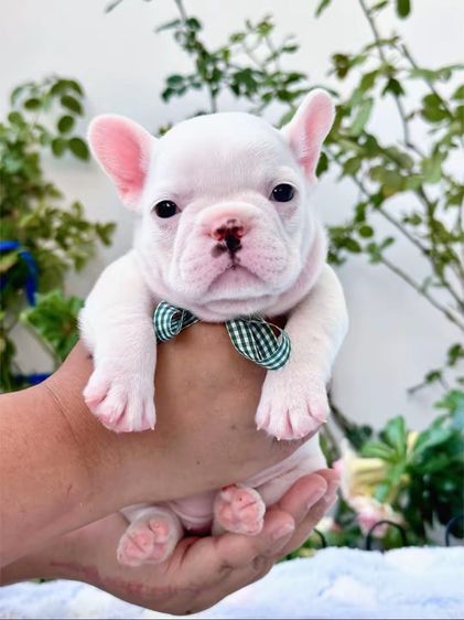 เฟรนบลูด็อกสีขาว หญิง รูปที่ 5