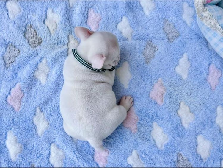 เฟรนบลูด็อกสีขาว หญิง รูปที่ 7