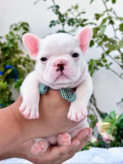 เฟรนบลูด็อกสีขาว หญิง รูปที่ 6