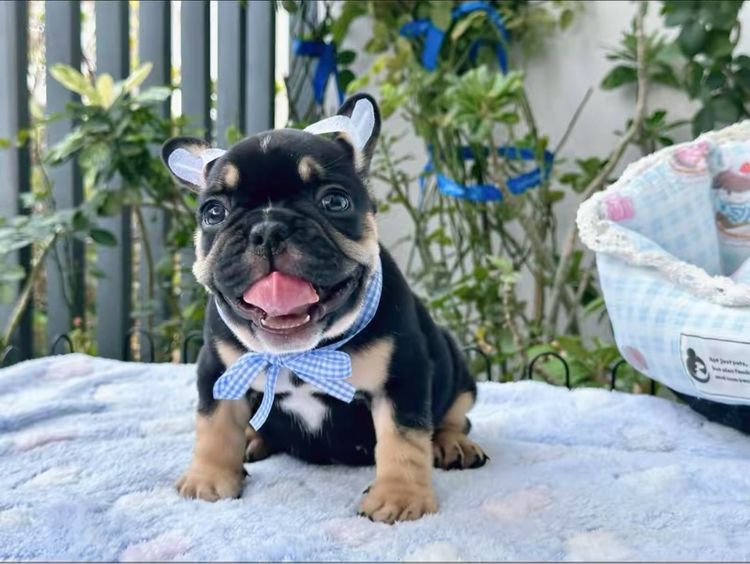 เฟรนบลูด็อก หญิง แบลคแทน  รูปที่ 3