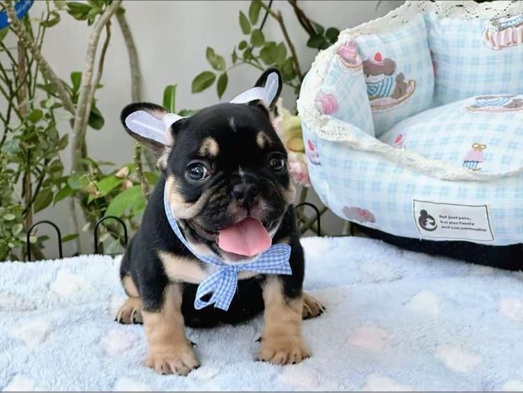 เฟรนบลูด็อก หญิง แบลคแทน  รูปที่ 11