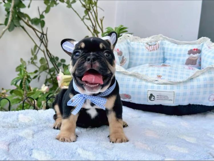 เฟรนบลูด็อก หญิง แบลคแทน  รูปที่ 10