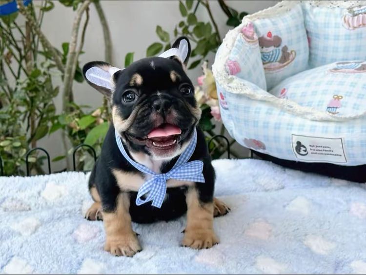 เฟรนบลูด็อก หญิง แบลคแทน  รูปที่ 8