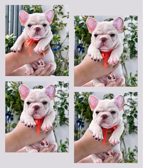 เฟรนบลูด็อก สีครีมตาฟ้า หญิง