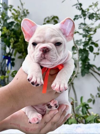 เฟรนบลูด็อก สีครีมตาฟ้า  หญิง รูปที่ 5