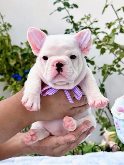 เฟรนบลูด็อก หญิง สีขาว รูปที่ 10