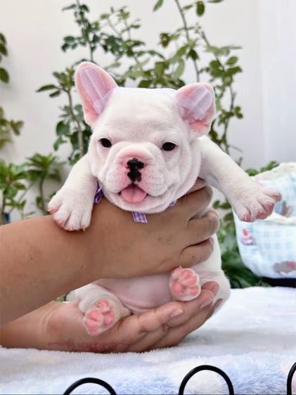 เฟรนบลูด็อก หญิง สีขาว รูปที่ 4