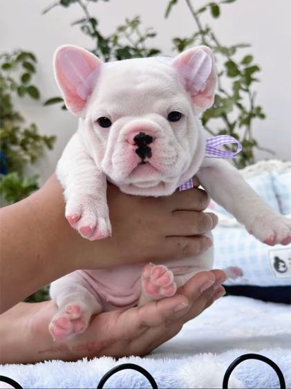 เฟรนบลูด็อก หญิง สีขาว รูปที่ 6